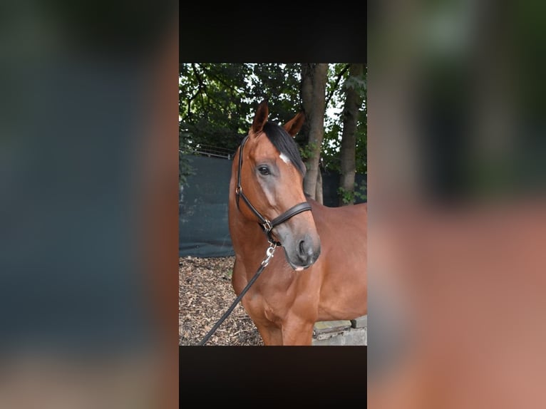 Englisches Vollblut Wallach 7 Jahre 165 cm Brauner in Köln