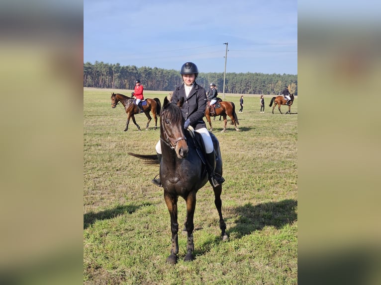 Englisches Vollblut Wallach 7 Jahre 165 cm Brauner in Dahme/Mark OT Niebendorf