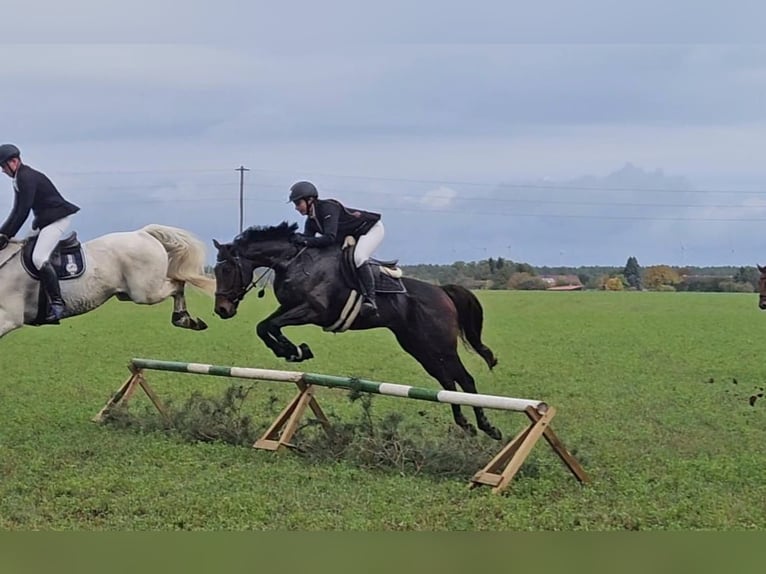 Englisches Vollblut Wallach 7 Jahre 165 cm Brauner in Dahme/Mark OT Niebendorf