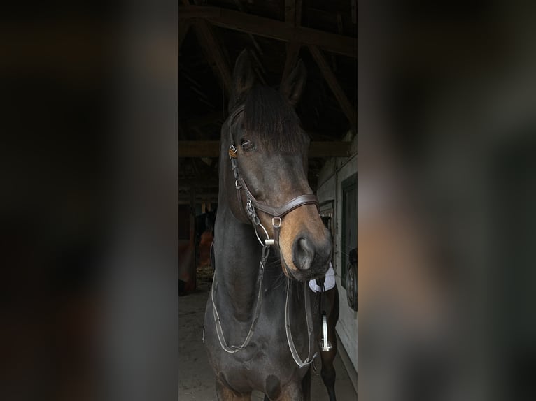 Englisches Vollblut Wallach 7 Jahre 165 cm Brauner in Dahme/Mark OT Niebendorf