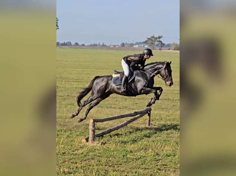Englisches Vollblut Wallach 7 Jahre 165 cm Brauner in Dahme/Mark OT Niebendorf