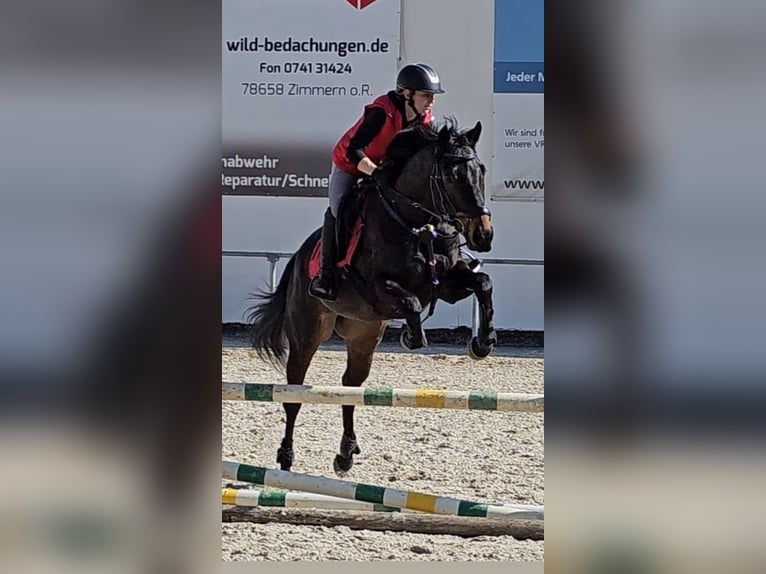 Englisches Vollblut Wallach 7 Jahre 165 cm in Dornhan