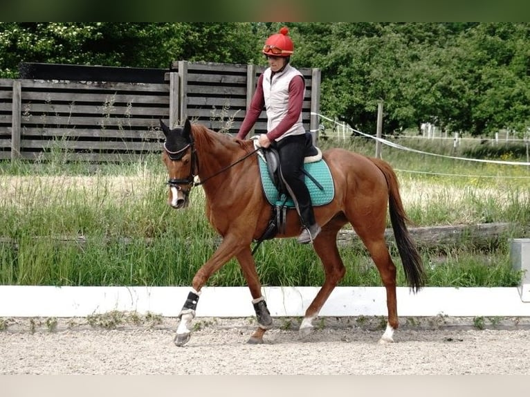 Englisches Vollblut Wallach 7 Jahre 165 cm Fuchs in Iffezheim