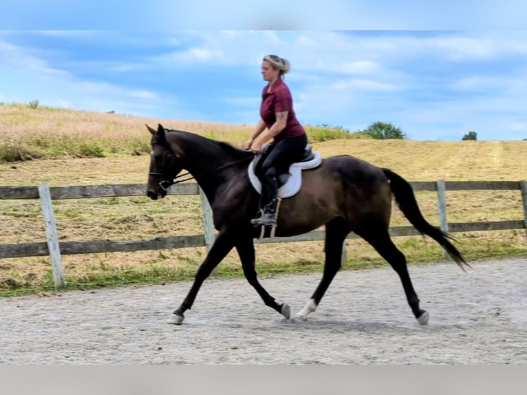 Englisches Vollblut Wallach 7 Jahre 165 cm Rotbrauner in Middleburg