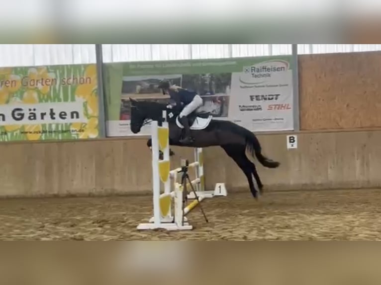 Englisches Vollblut Wallach 7 Jahre 167 cm Rappe in KirchnüchelMalente