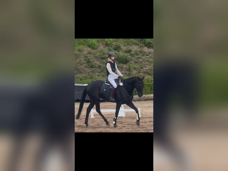 Englisches Vollblut Wallach 7 Jahre 167 cm Rappe in KirchnüchelMalente