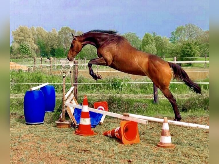 Englisches Vollblut Wallach 7 Jahre 168 cm Brauner in Heereveen