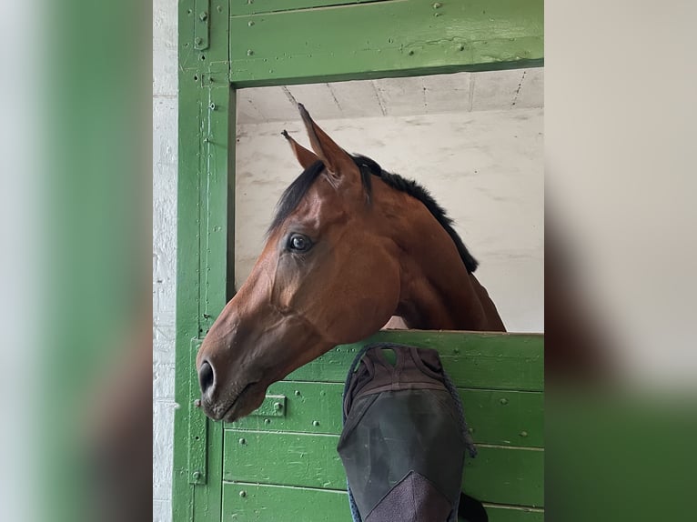 Englisches Vollblut Wallach 7 Jahre 168 cm Brauner in Hannover