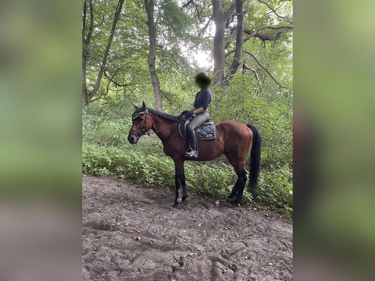 Englisches Vollblut Wallach 7 Jahre 168 cm Brauner in Hannover