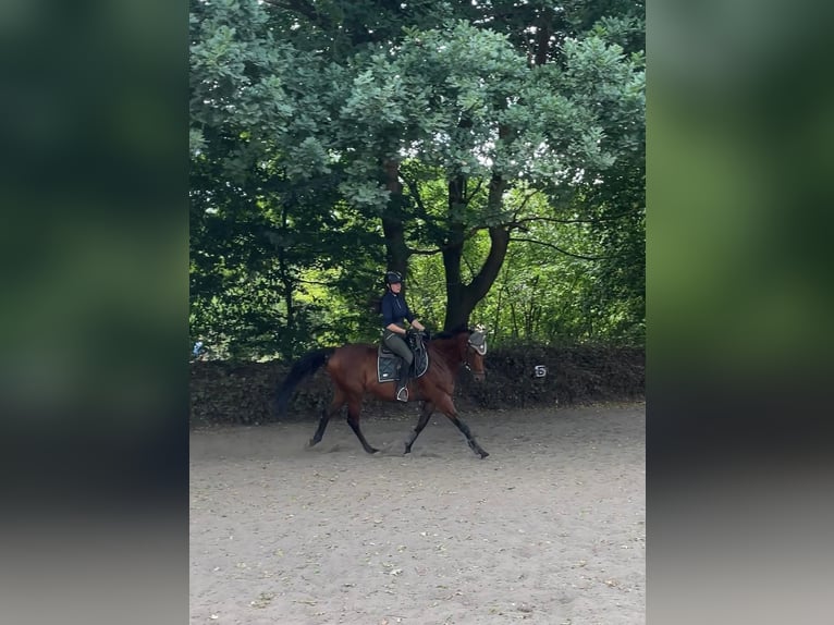 Englisches Vollblut Wallach 7 Jahre 168 cm Brauner in Hannover