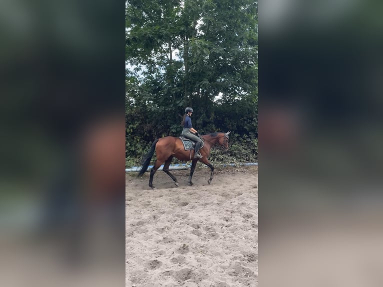 Englisches Vollblut Wallach 7 Jahre 168 cm Brauner in Hannover
