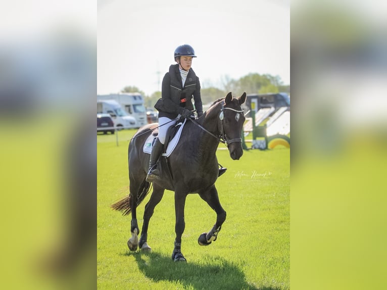 Englisches Vollblut Wallach 7 Jahre 168 cm Dunkelbrauner in Wöpkendorf