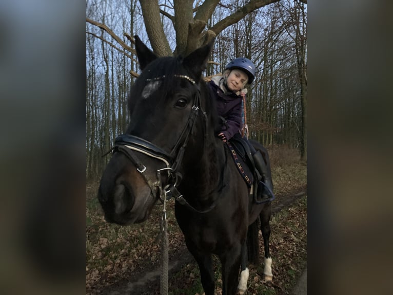 Englisches Vollblut Wallach 7 Jahre 168 cm Dunkelbrauner in Wöpkendorf