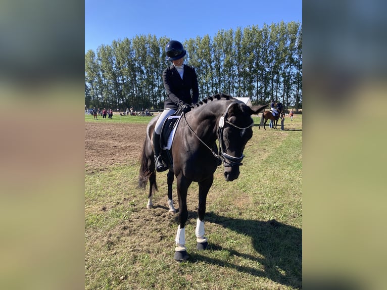 Englisches Vollblut Wallach 7 Jahre 168 cm Dunkelbrauner in Wöpkendorf