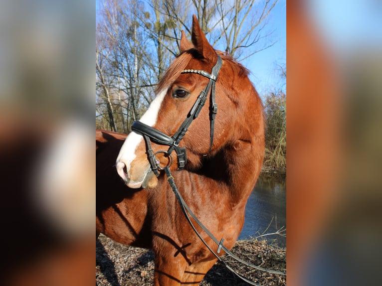 Englisches Vollblut Wallach 7 Jahre 168 cm Fuchs in Göttingen