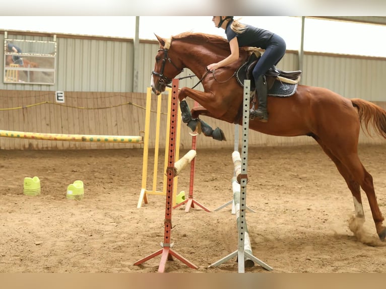 Englisches Vollblut Wallach 7 Jahre 168 cm Fuchs in Nowy wiec