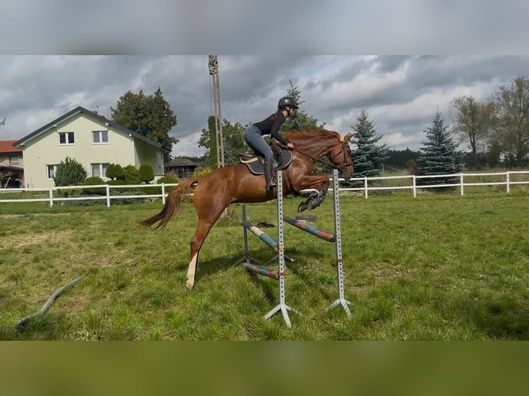 Englisches Vollblut Wallach 7 Jahre 168 cm Fuchs in Nowy wiec