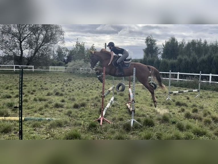 Englisches Vollblut Wallach 7 Jahre 168 cm Fuchs in Nowy wiec