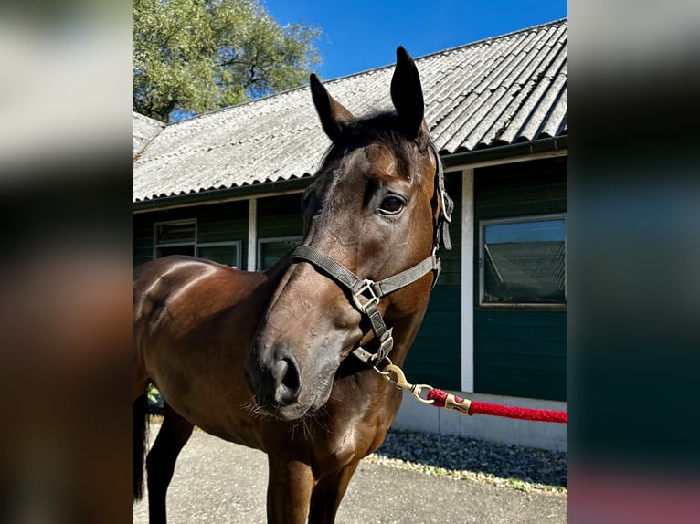 Englisches Vollblut Wallach 7 Jahre 169 cm Brauner in Dielsdorf