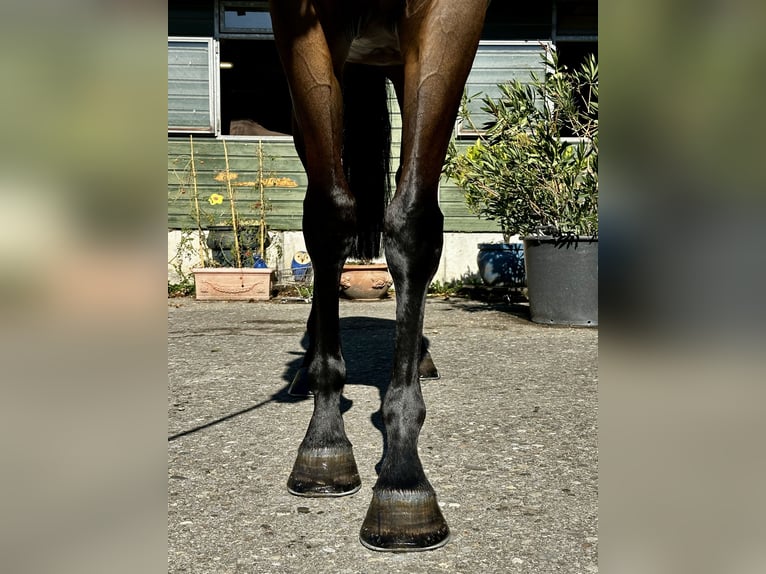 Englisches Vollblut Wallach 7 Jahre 169 cm Brauner in Dielsdorf