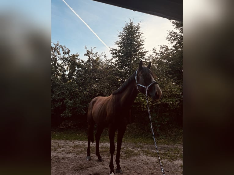 Englisches Vollblut Wallach 7 Jahre 170 cm Brauner in Vorbeck