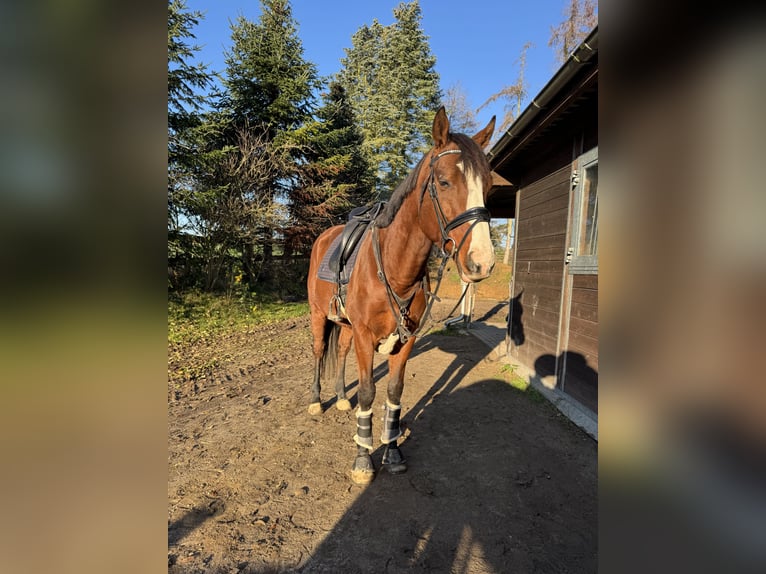 Englisches Vollblut Wallach 7 Jahre 170 cm Brauner in Vorbeck