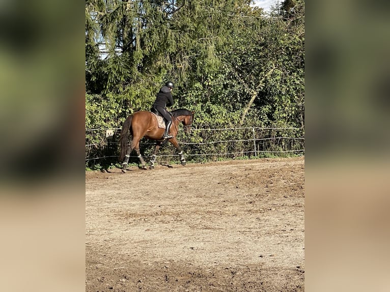 Englisches Vollblut Wallach 7 Jahre 170 cm Brauner in Vorbeck