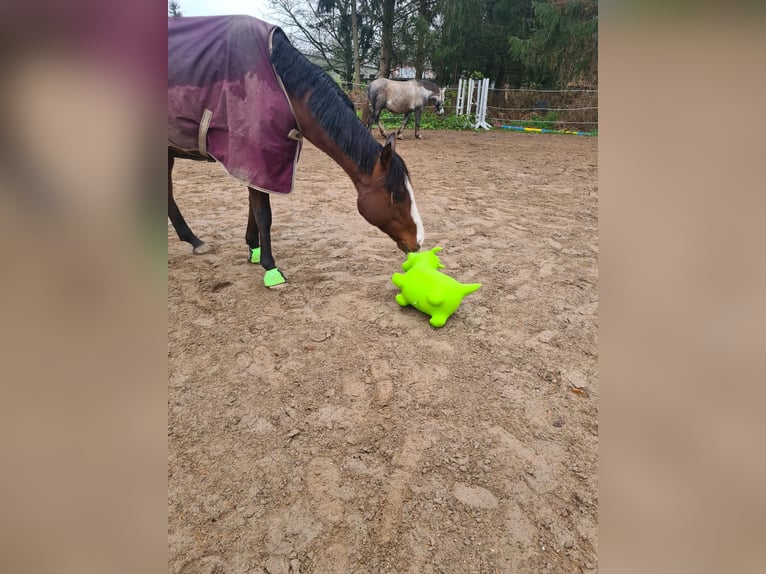 Englisches Vollblut Wallach 7 Jahre 170 cm Brauner in Vorbeck