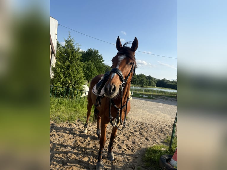 Englisches Vollblut Wallach 7 Jahre 170 cm Dunkelbrauner in Rudyszwałd