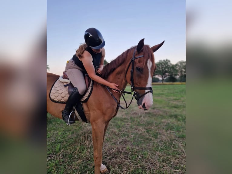 Englisches Vollblut Wallach 7 Jahre 172 cm Fuchs in Tubbergen