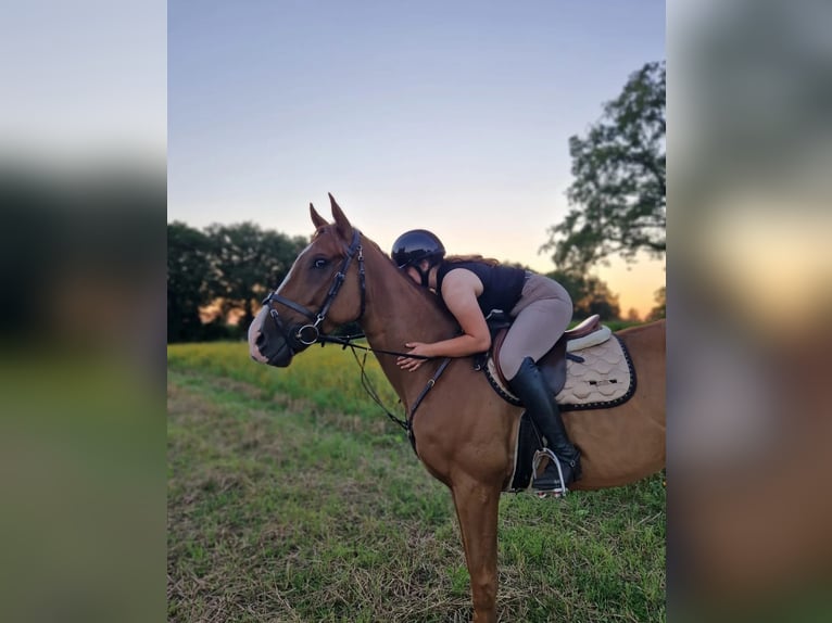 Englisches Vollblut Wallach 7 Jahre 172 cm Fuchs in Tubbergen