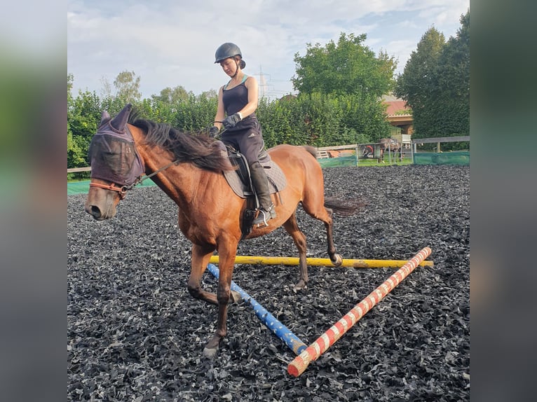 Englisches Vollblut Wallach 7 Jahre 173 cm Brauner in Rockenberg