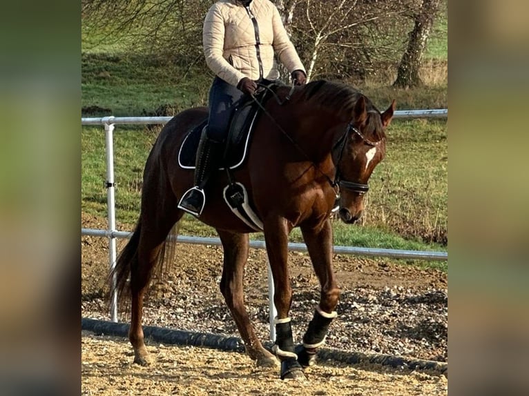 Englisches Vollblut Wallach 7 Jahre 173 cm Dunkelfuchs in Hünstetten