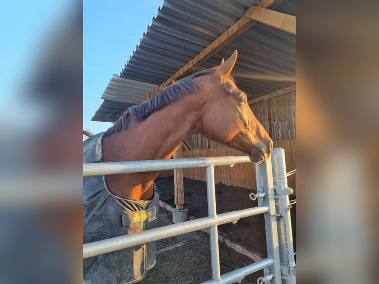 Englisches Vollblut Wallach 7 Jahre 173 cm Dunkelfuchs in Hünstetten