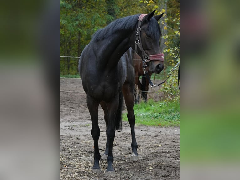 Englisches Vollblut Wallach 7 Jahre  in Stuttgart Botnang