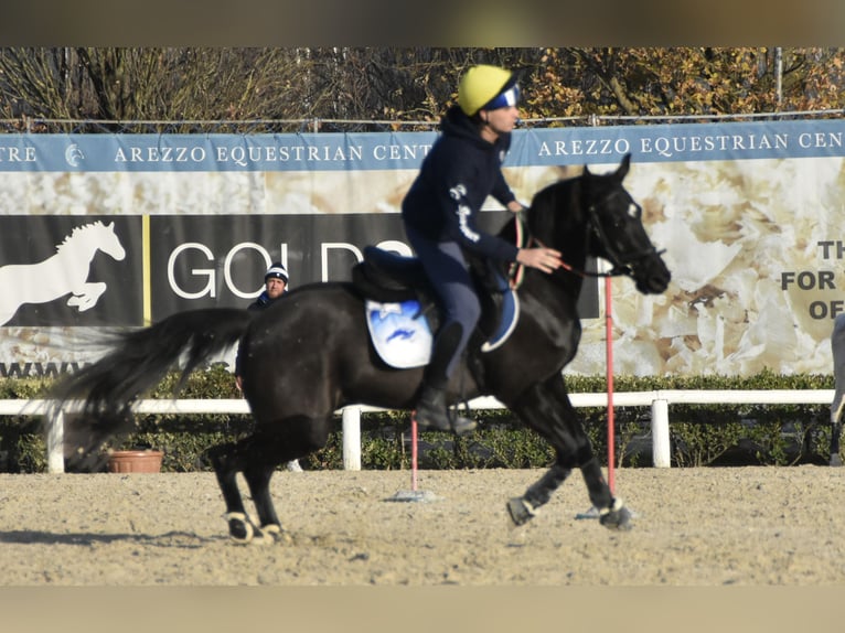 Englisches Vollblut Wallach 8 Jahre 148 cm Dunkelbrauner in Marina Di Cerveteri