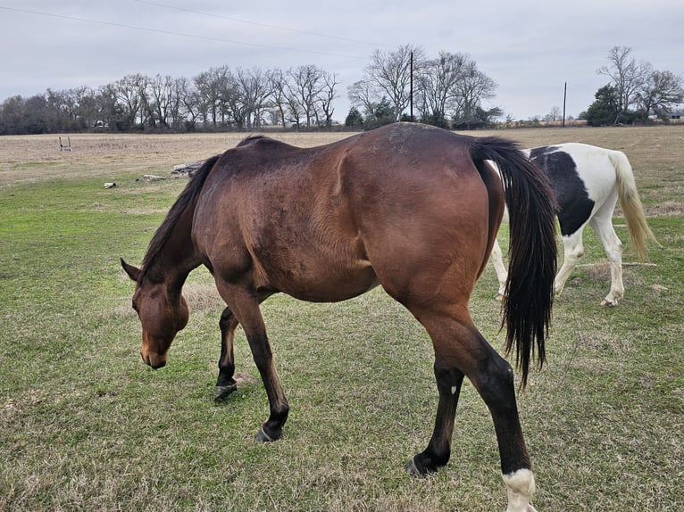 Englisches Vollblut Wallach 8 Jahre 152 cm Brauner in Teague, TX