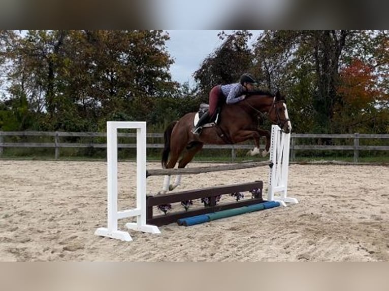 Englisches Vollblut Wallach 8 Jahre 152 cm Roan-Bay in Carnesville, GA