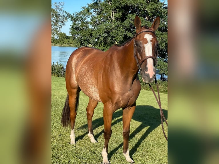 Englisches Vollblut Wallach 8 Jahre 152 cm Roan-Bay in Carnesville, GA