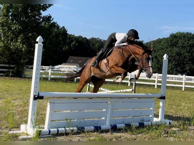 Englisches Vollblut Wallach 8 Jahre 152 cm Roan-Bay in Carnesville, GA