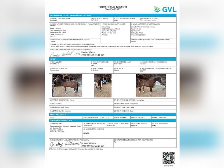 Englisches Vollblut Wallach 8 Jahre 152 cm Roan-Bay in Carnesville, GA