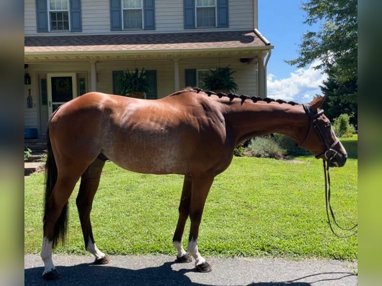 Englisches Vollblut Wallach 8 Jahre 152 cm Roan-Bay in Carnesville, GA