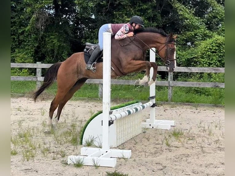 Englisches Vollblut Wallach 8 Jahre 152 cm Roan-Bay in Carnesville, GA
