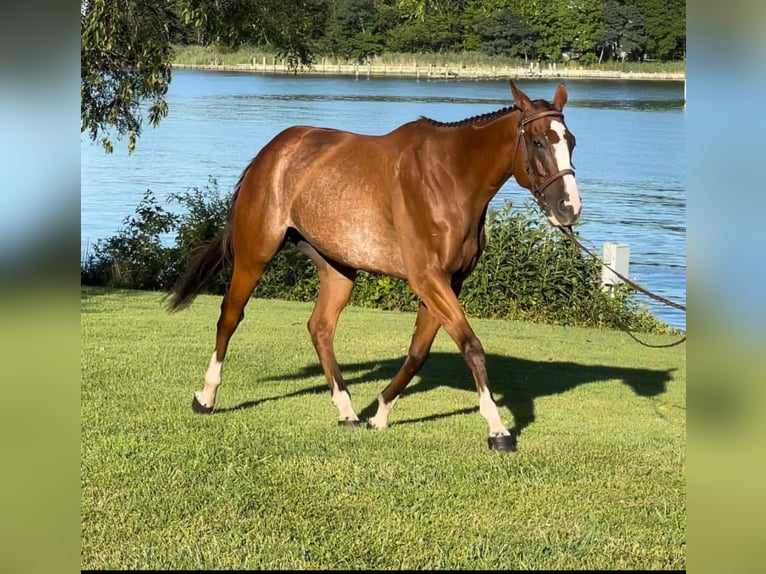 Englisches Vollblut Wallach 8 Jahre 152 cm Roan-Bay in Carnesville, GA