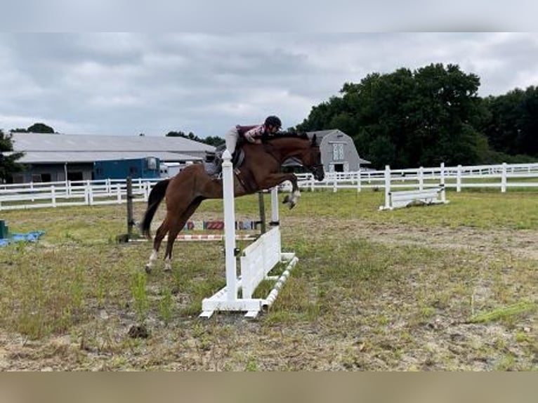 Englisches Vollblut Wallach 8 Jahre 152 cm Roan-Bay in Carnesville, GA