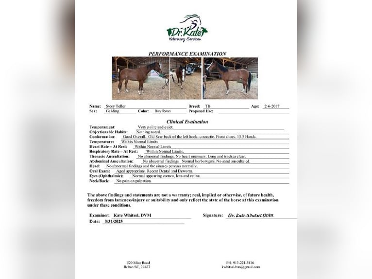 Englisches Vollblut Wallach 8 Jahre 152 cm Roan-Bay in Carnesville, GA