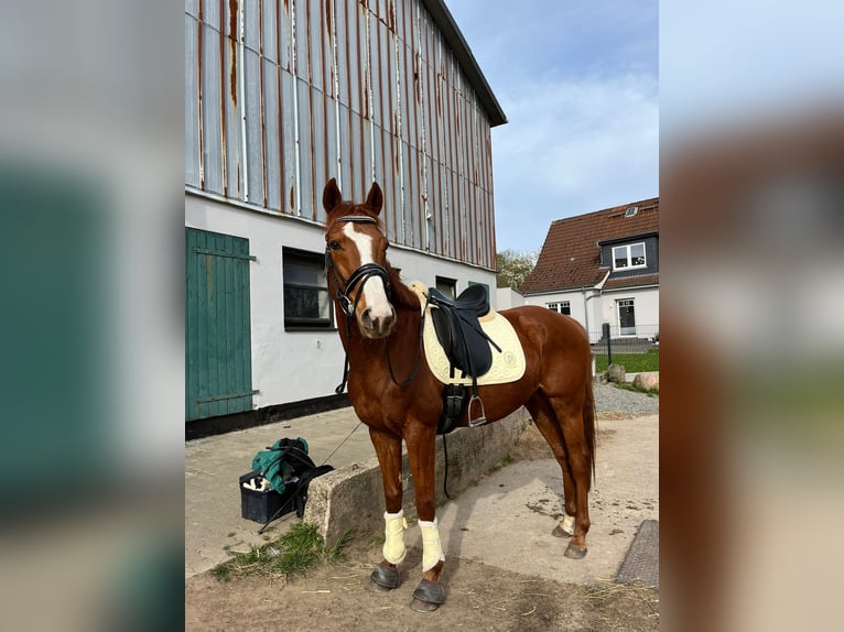 Englisches Vollblut Wallach 8 Jahre 156 cm Fuchs in Fedderingen