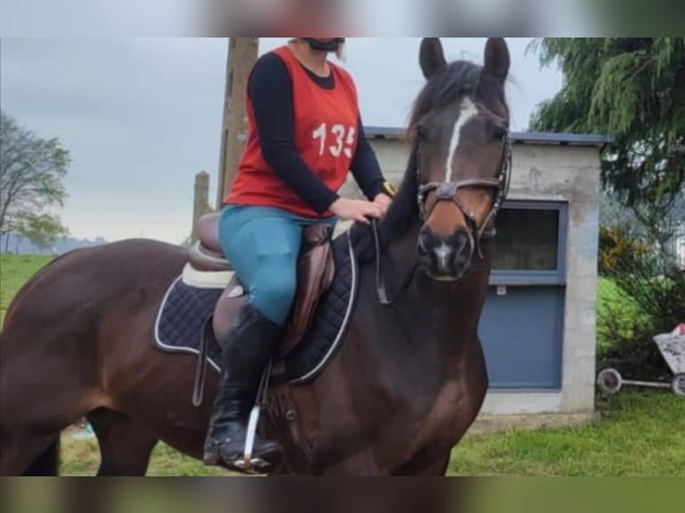 Englisches Vollblut Wallach 8 Jahre 157 cm Schwarzbrauner in camors