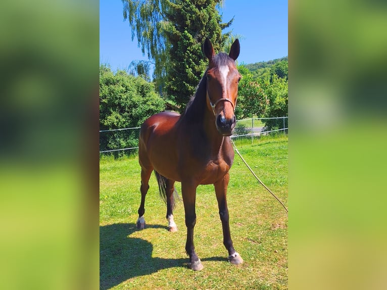 Englisches Vollblut Wallach 8 Jahre 158 cm Brauner in Miltenberg