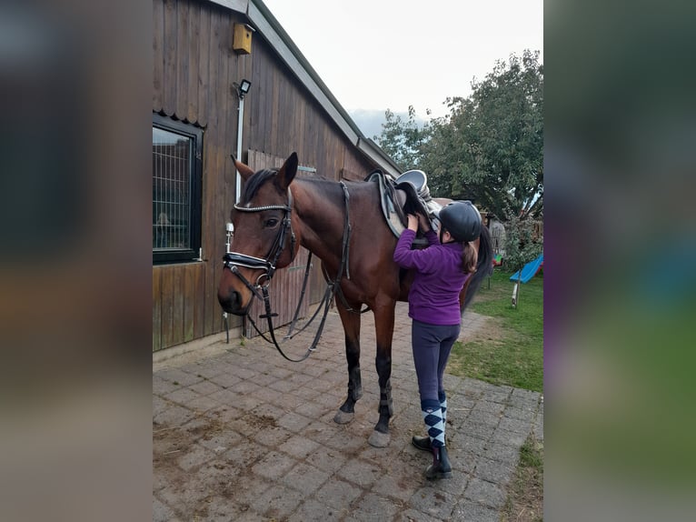 Englisches Vollblut Wallach 8 Jahre 160 cm Brauner in Mittelhausen
